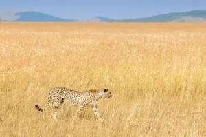 Fakta Menarik Cheetah yang Jarang Diketahui, Hewan Darat Tercepat di Bumi