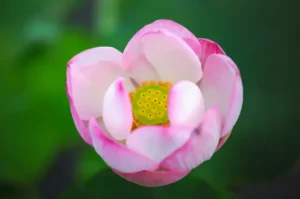 Fakta Unik Bunga Teratai, Simbol Keindahan dan Keseimbangan Alam