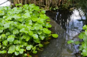 5 Fakta Unik Mankai, Sayuran Terkecil yang Mengandung Banyak Manfaat