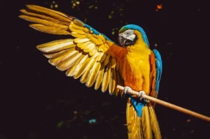 9 Fakta Unik Burung Kakak Tua yang Pandai Menirukan Berbagai Suara