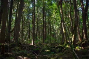 Berani ke Hutan Aokigahara Simak 7 Fakta Mengerikan Ini