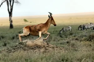 Temukan 9 Fakta Unik Hewan dari Berbagai Penjuru Dunia