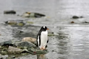 Fakta Menarik Penguin, Burung Kutub yang Terkenal Karena Kesetiaannya