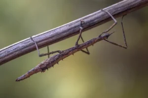 Fakta Menarik Serangga Tongkat, Dari Reproduksi Aseksual Hingga Proses Kawin yang Lama