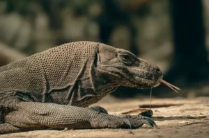 Fakta Menarik Tentang Komodo Dragon, Sang Predator Purba dari Indonesia