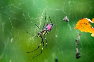 Fakta Menarik Tentang Laba-laba, Pengendali Hama Alami di Ekosistem