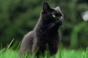 Fakta Menarik tentang Kucing Hitam yang Sering Dianggap Pembawa Sial