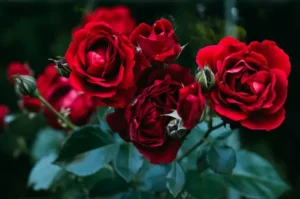 Fakta Unik Bunga Mawar, Spesies Tanaman yang Mampu Bertahan Selama Berabad-abad