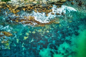 Fakta Unik Hutan Kelp, Paru-paru Bumi yang Dilindungi Berang-berang Laut