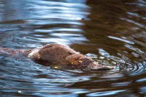 Fakta Unik Platipus, Mamalia Tanpa Gigi dan Lambung dan Memiliki Indra Keenam