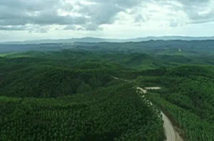 Inilah 7 Fakta Menarik Penajam Paser Utara, Calon Ibu Kota Baru Nusantara