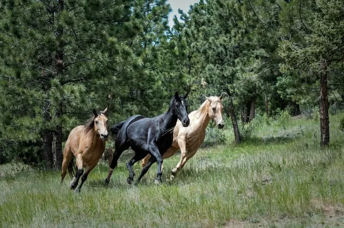 Kecepatan dan Ketahanan Luar Biasa pada Kuda