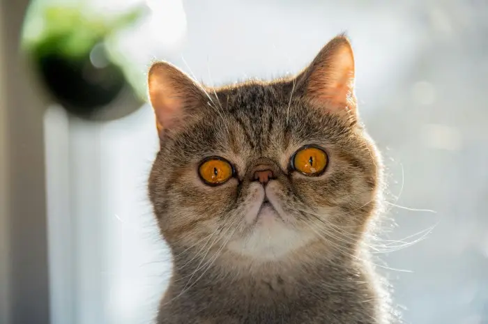 Mengapa Kucing Persia Begitu Spesial 10 Fakta Menarik Ini Jawabannya