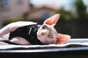 Mengapa Kucing Sphynx Begitu Populer Ini 6 Faktanya