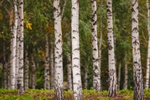 Mengapa Kulit Kayu Pohon Birch Begitu Spesial Ini 6 Faktanya