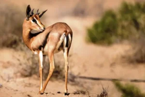 Fakta Unik Gazel Ekor Hitam: Antelop Asia yang Lincah dan Terancam Punah