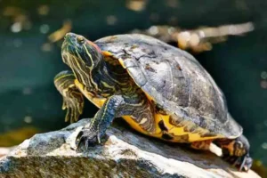 Kura-Kura Tokong: Reptil Air Langka dari Asia Tenggara yang Terancam Punah