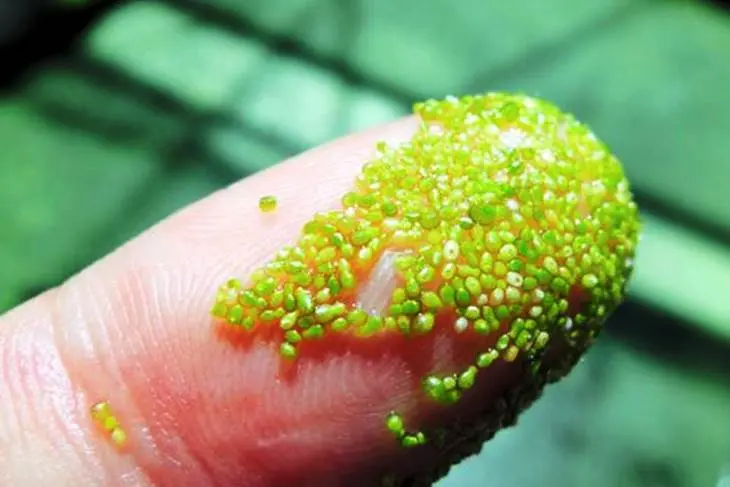 Cara Berkembang Biak yang Unik