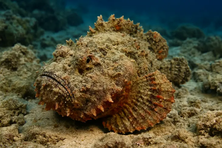 Fakta Unik Stonefish: Ikan Paling Berbisa di Dunia yang Jago Menyamar